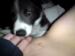 A cute dog offers its owner oral sex.